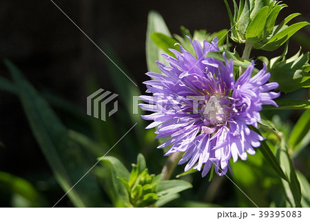 さわやかなストケシア さわやかなストケシア 39395083