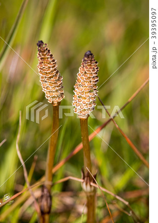 つくし つくし 39395097
