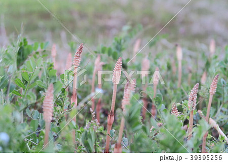 つくし 39395256