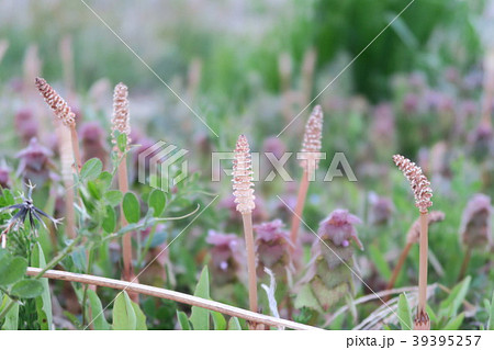 つくし 39395257