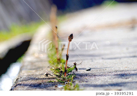 道端のつくし 39395291