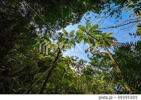 金作原原生林 金作原原生林 39395305