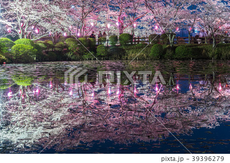 茂原公園の桜 茂原公園の桜 39396279