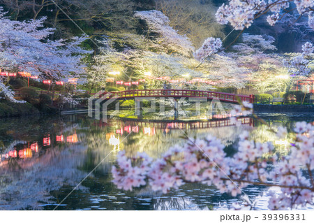 茂原公園の桜 茂原公園の桜 39396331