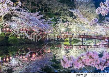 茂原公園の桜 39396332