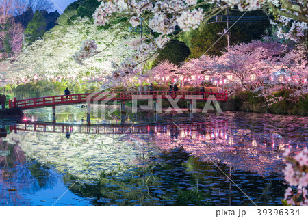 茂原公園の桜 39396334