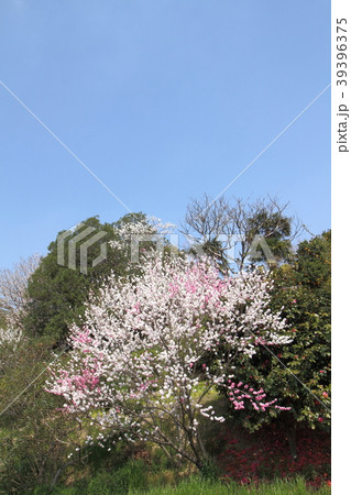 春 春 39396375