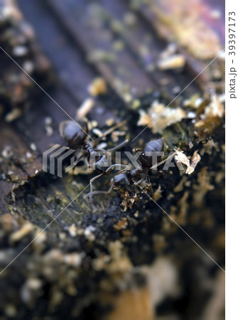 ants ants 39397173