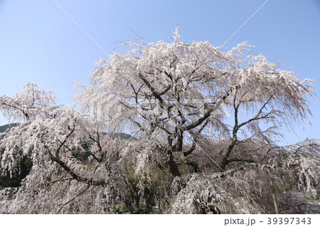 又兵衛桜 又兵衛桜 39397343