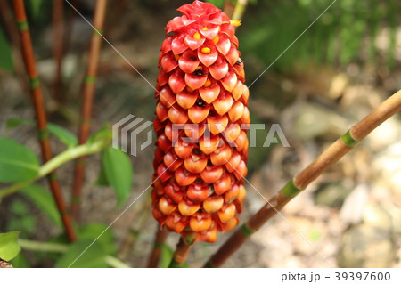 Forest Flower 39397600