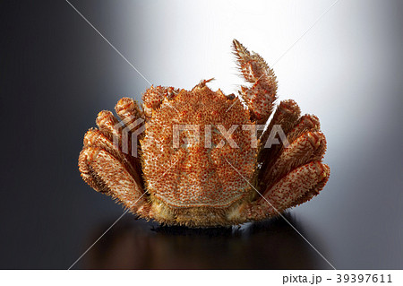 毛ガニ Vサイン V Sign Of Hair Crab の写真素材