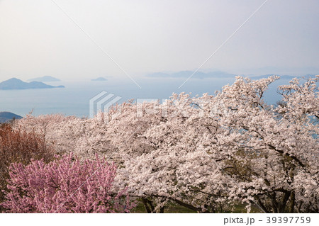 瀬戸内の桜(香川県三豊市紫雲出山) 瀬戸内の桜(香川県三豊市紫雲出山) 39397759