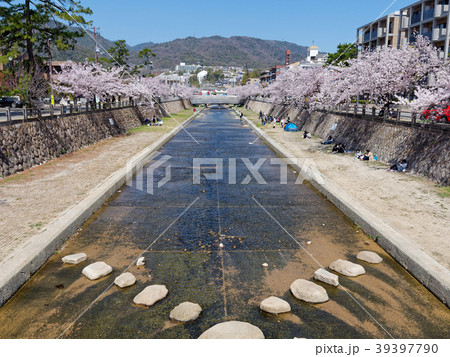 兵庫県芦屋市 芦屋川と満開の桜並木の写真素材