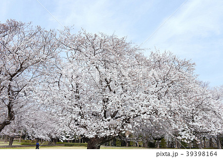大庭城址公園 39398164