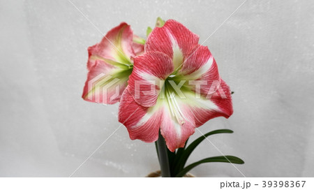 アマリリスの花 アマリリスの花 39398367