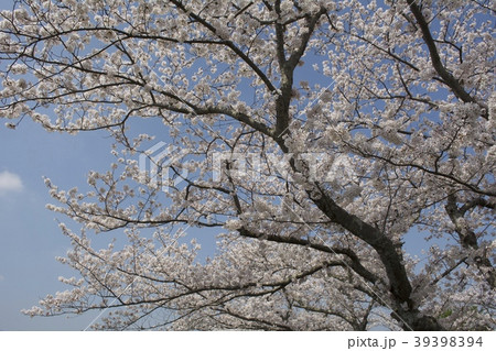 桜/cherry blossoms(千葉県茂原市) 桜/cherry blossoms(千葉県茂原市) 39398394