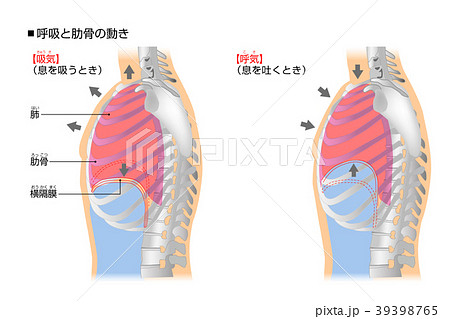 肋骨と呼吸の動きのイラスト素材