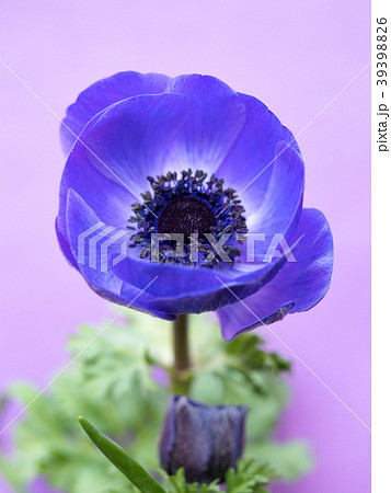 アネモネの花 39398826