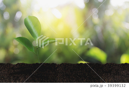Growing Savings Coins Investment growing g Growing Savings Coins Investment growing g 39399132
