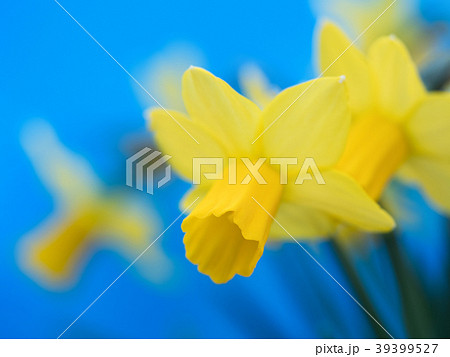 スイセンの花 スイセンの花 39399527