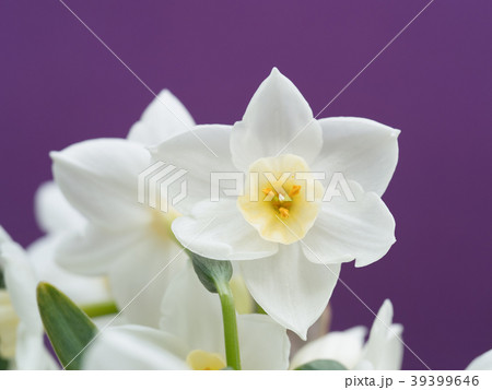 スイセンの花 スイセンの花 39399646