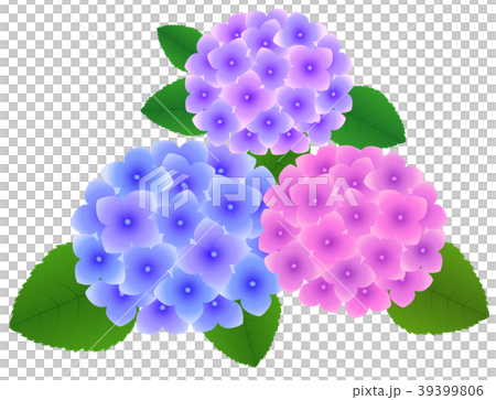 Hydrangea flower 39399806