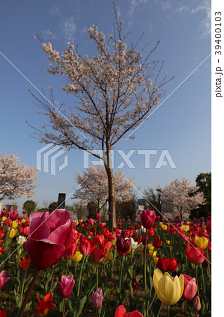 お台場　風景 39400103