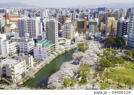 福岡都市風景 桜満開の天神中央公園の写真素材