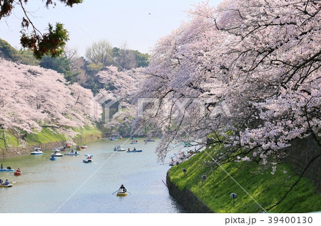 千鳥ヶ淵 桜 千鳥ヶ淵 桜 39400130