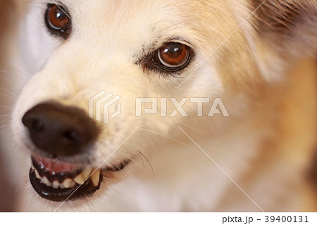 歯を剥いて怒る犬の写真素材