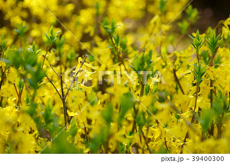 春・レンギョウの花1 春・レンギョウの花1 39400300