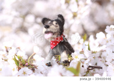 羊毛フェルトの犬と桜の花 羊毛フェルトの犬と桜の花 39400446