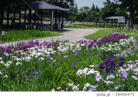 長井アヤメ園 39400475