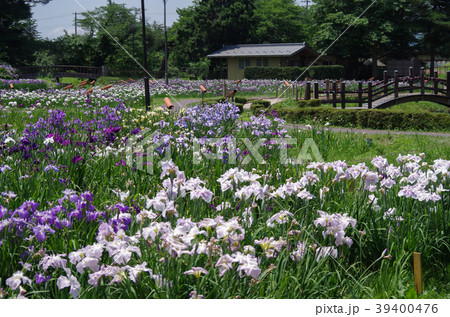 アヤメ園 39400476