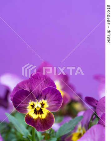 ビオラの花 39400519