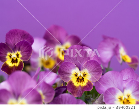 ビオラの花 39400521