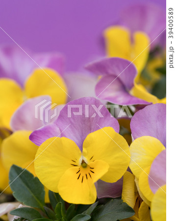 ビオラの花 39400589
