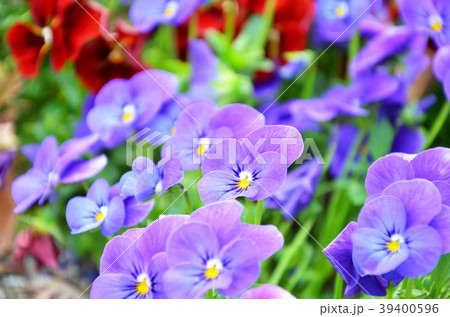 春の花々 春の花々 39400596