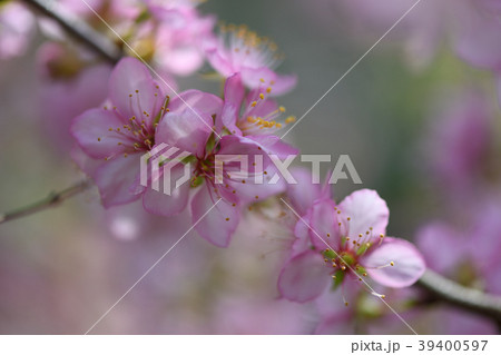 ユスラウメの花 39400597