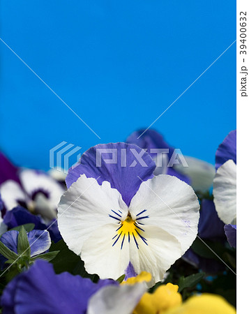 ビオラの花 39400632