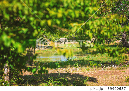Yala National Park, Sri Lanka, Asia. Yala National Park, Sri Lanka, Asia. 39400687
