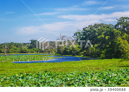 Yala National Park, Sri Lanka, Asia. 39400688