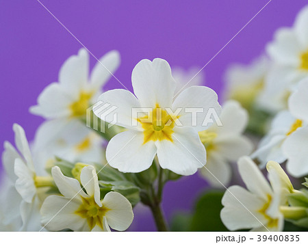プリムラの花 プリムラの花 39400835
