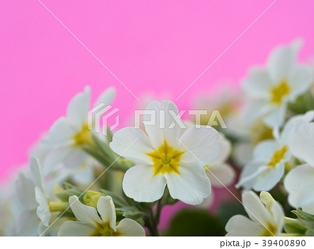 プリムラの花 プリムラの花 39400890