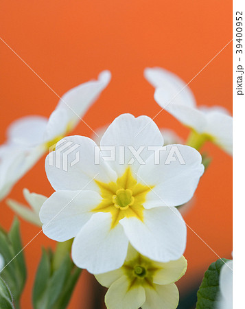 プリムラの花 39400952