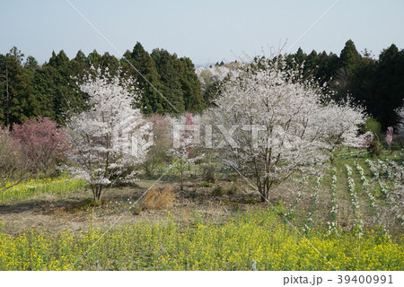 宇都宮　豊郷　まほろばの郷　里山 39400991