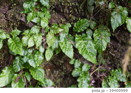 イワタバコの葉 39400999