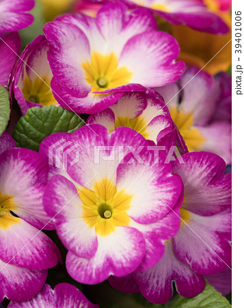 プリムラの花 プリムラの花 39401006