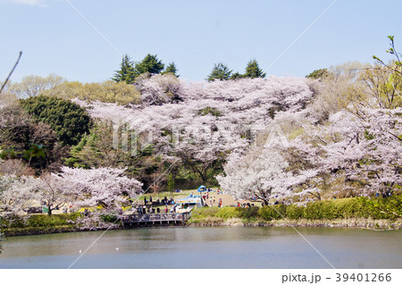 桜満開　　神奈川　横浜　鶴見　三ツ池公園の春 39401266