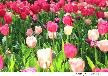チューリップ 39401268